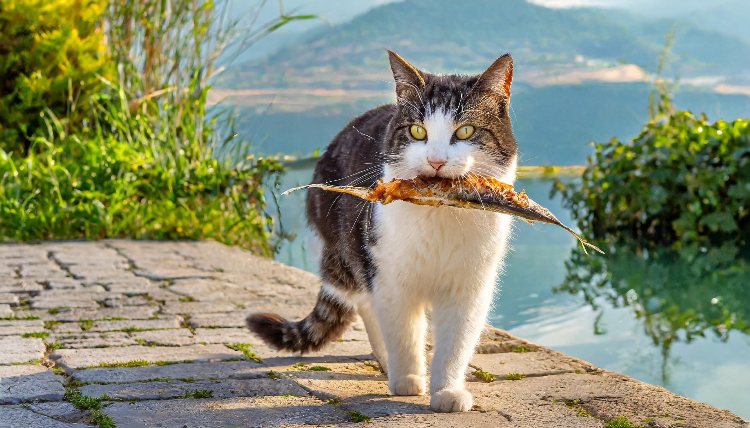 魚を口にくわえて海の見える街を優雅に歩く猫