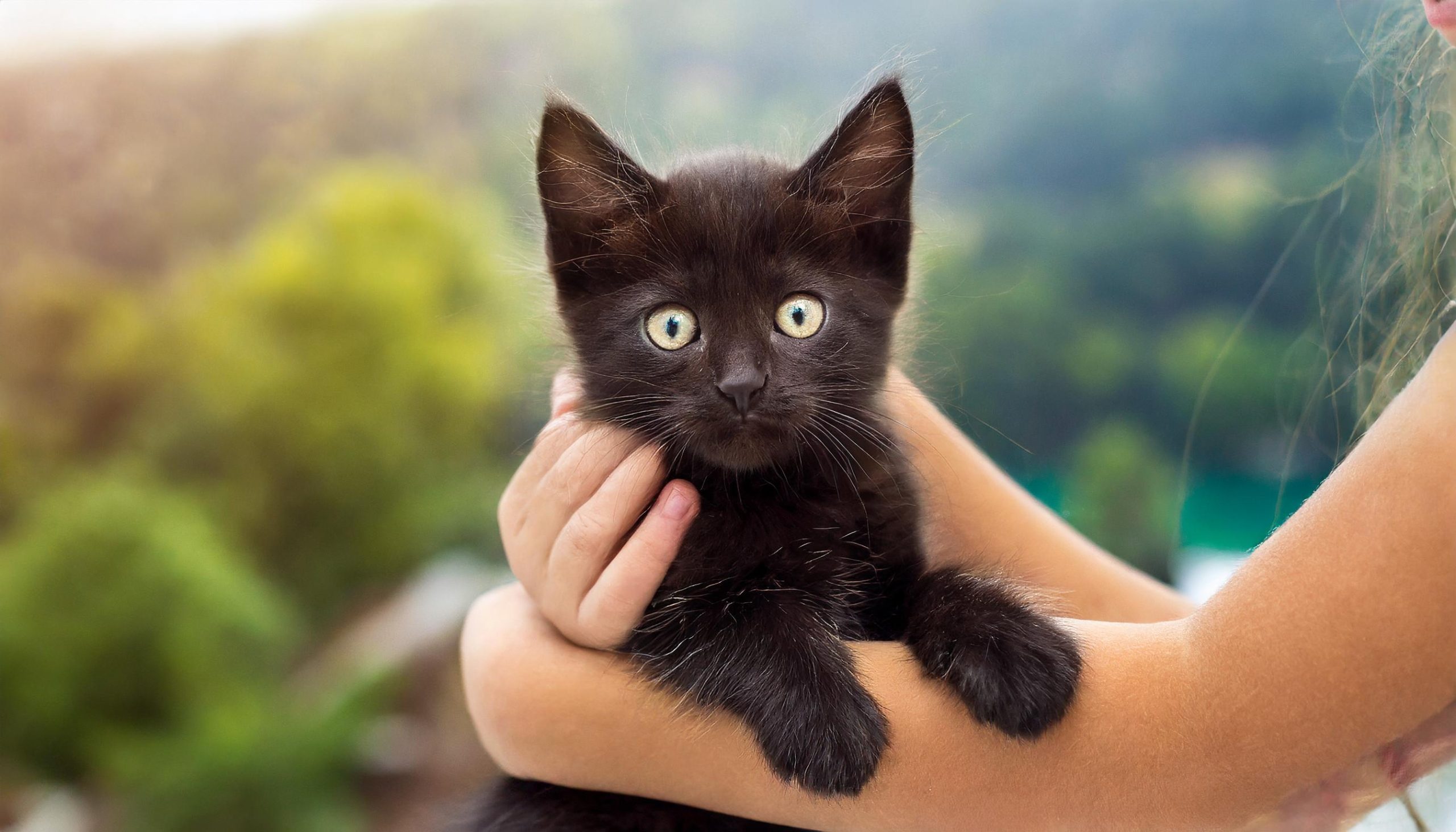 抱っこされてる黒猫