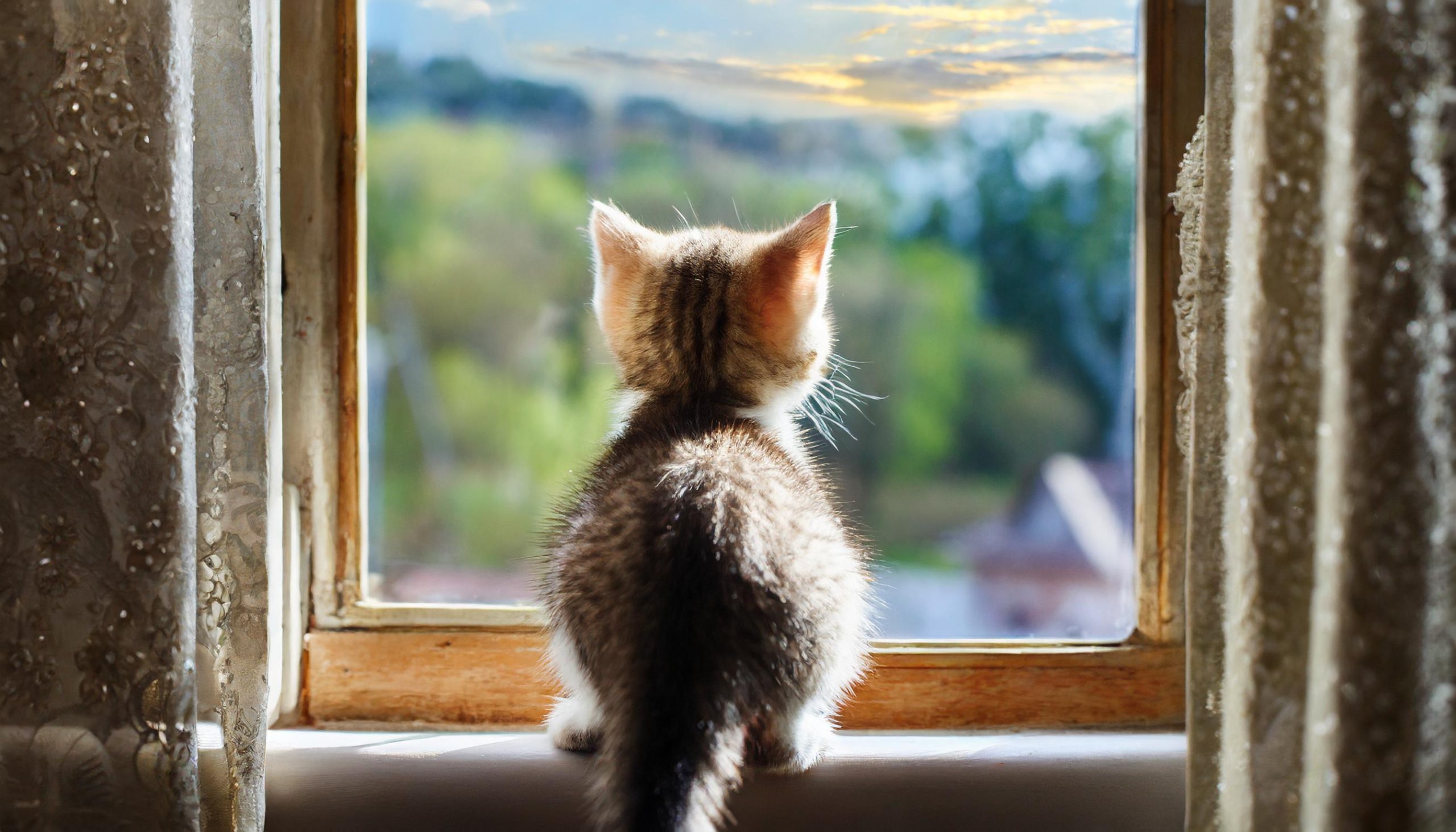 留守番をしてる猫