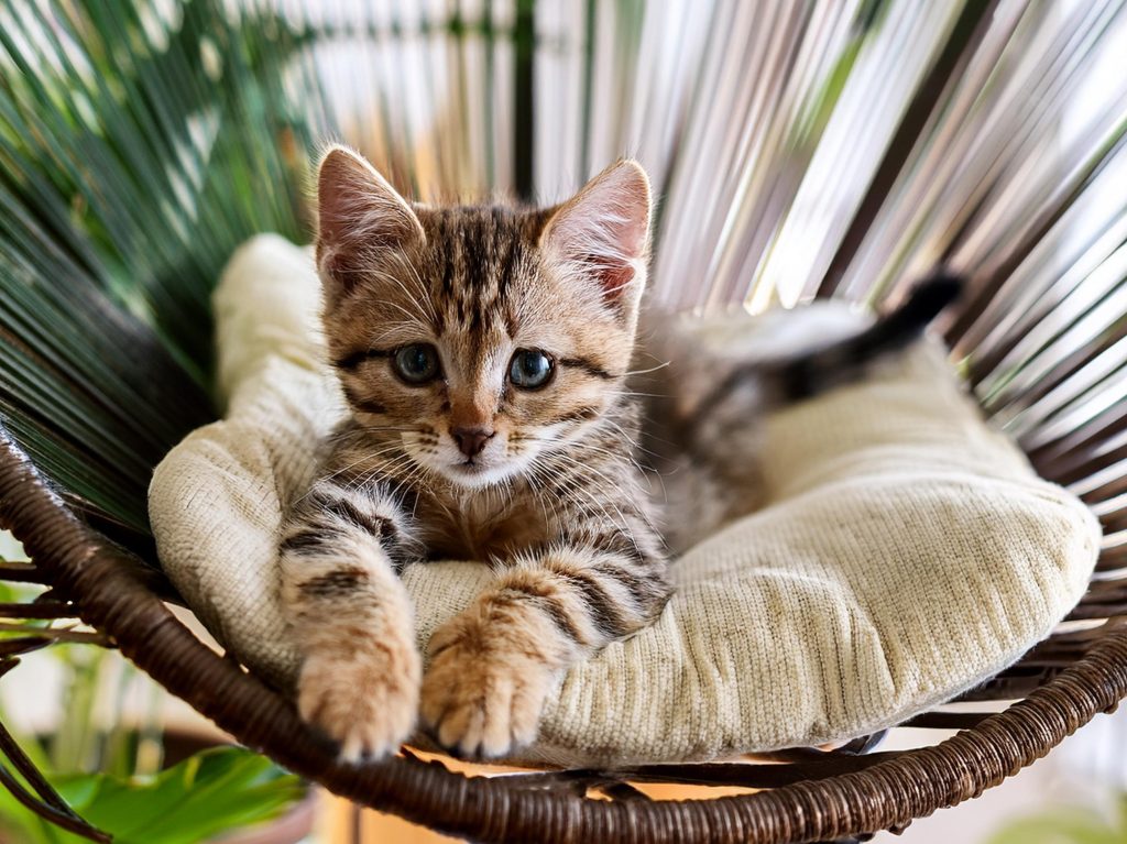 ハンキングチェアーと猫