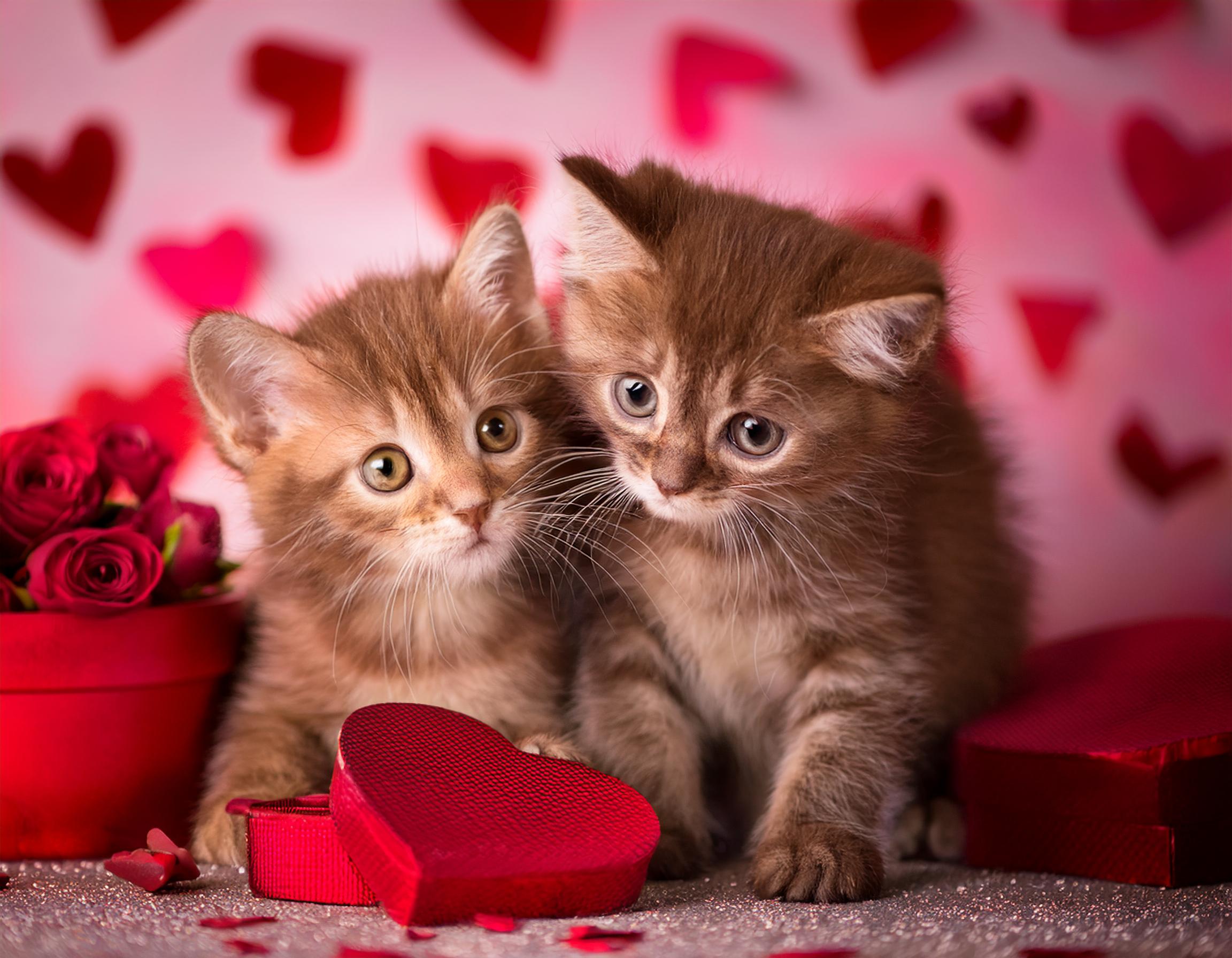 バレンタインと猫