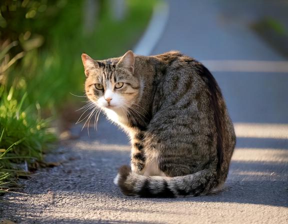 しっぽ巻き座りする猫