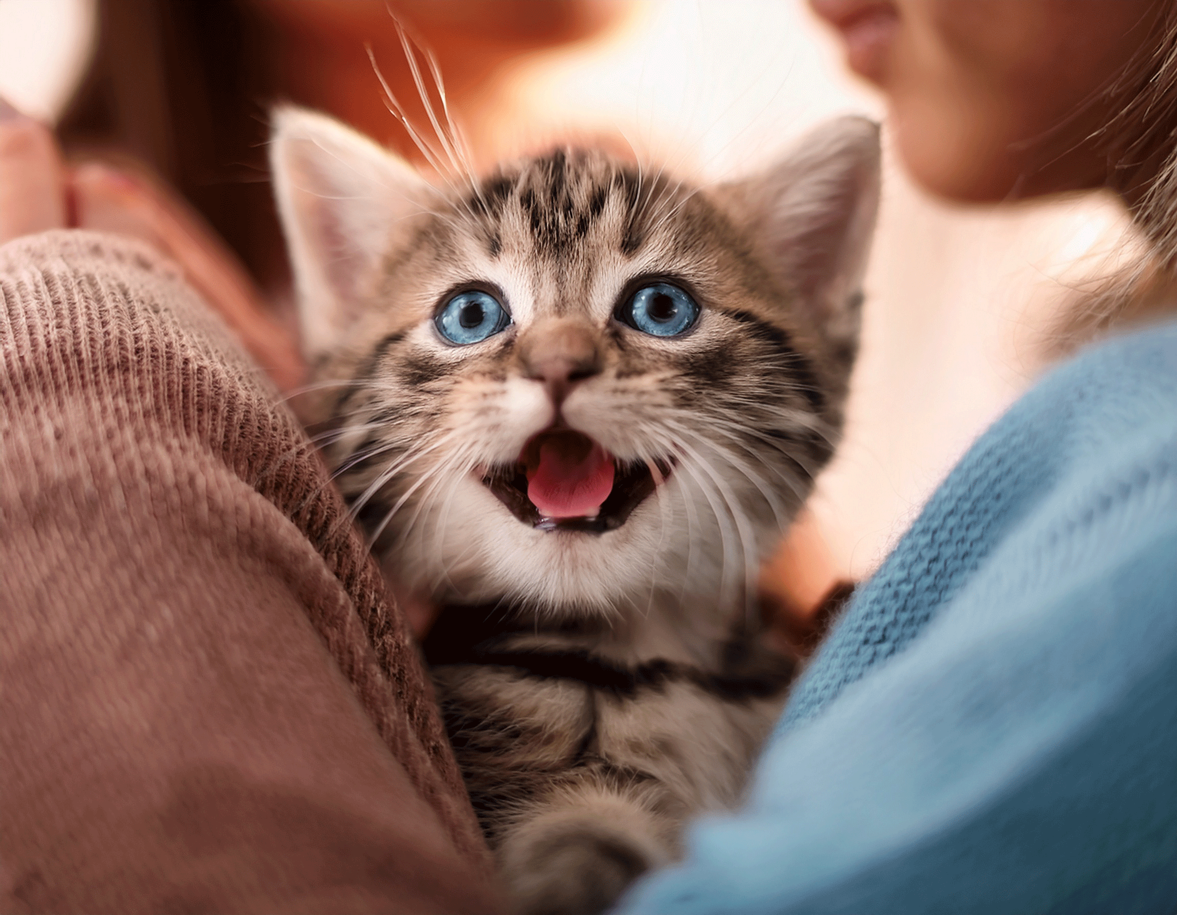 飼い主に甘えて鳴く猫