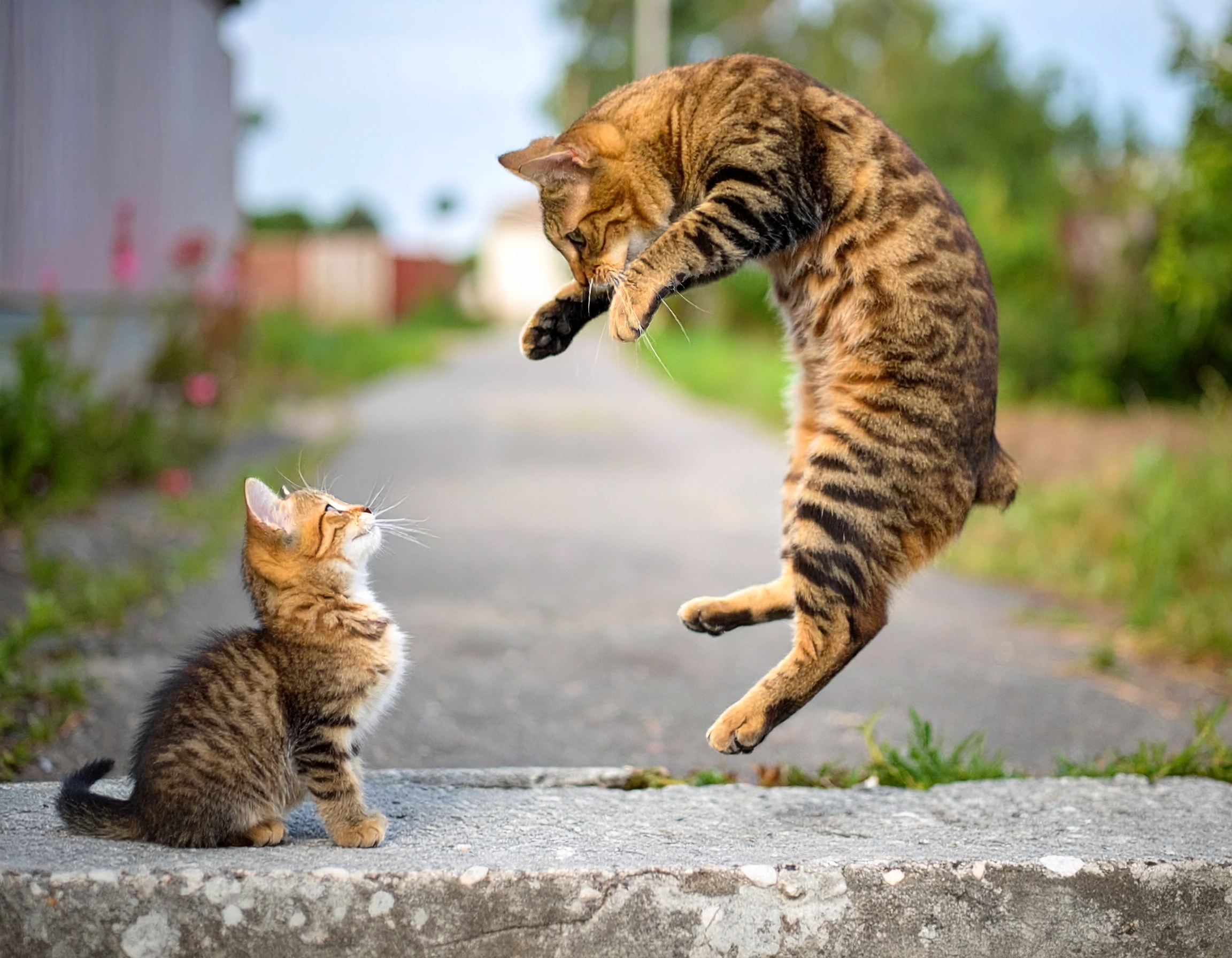 ジャンプする猫