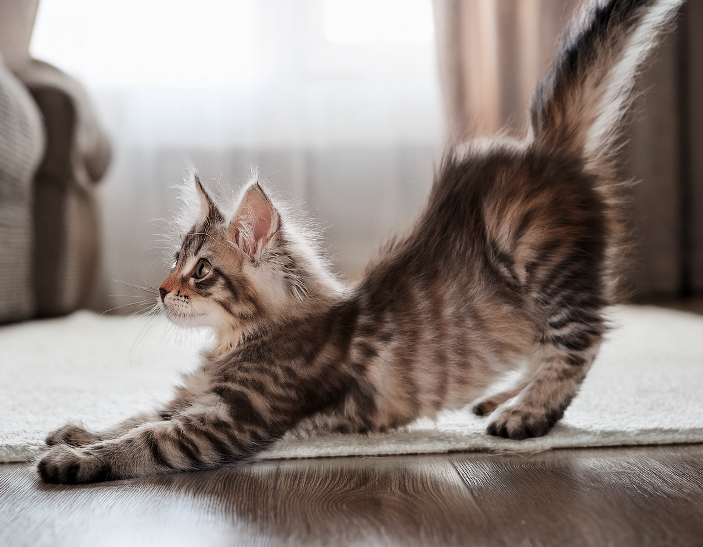 柔らかい身体を曲げて伸びをする猫