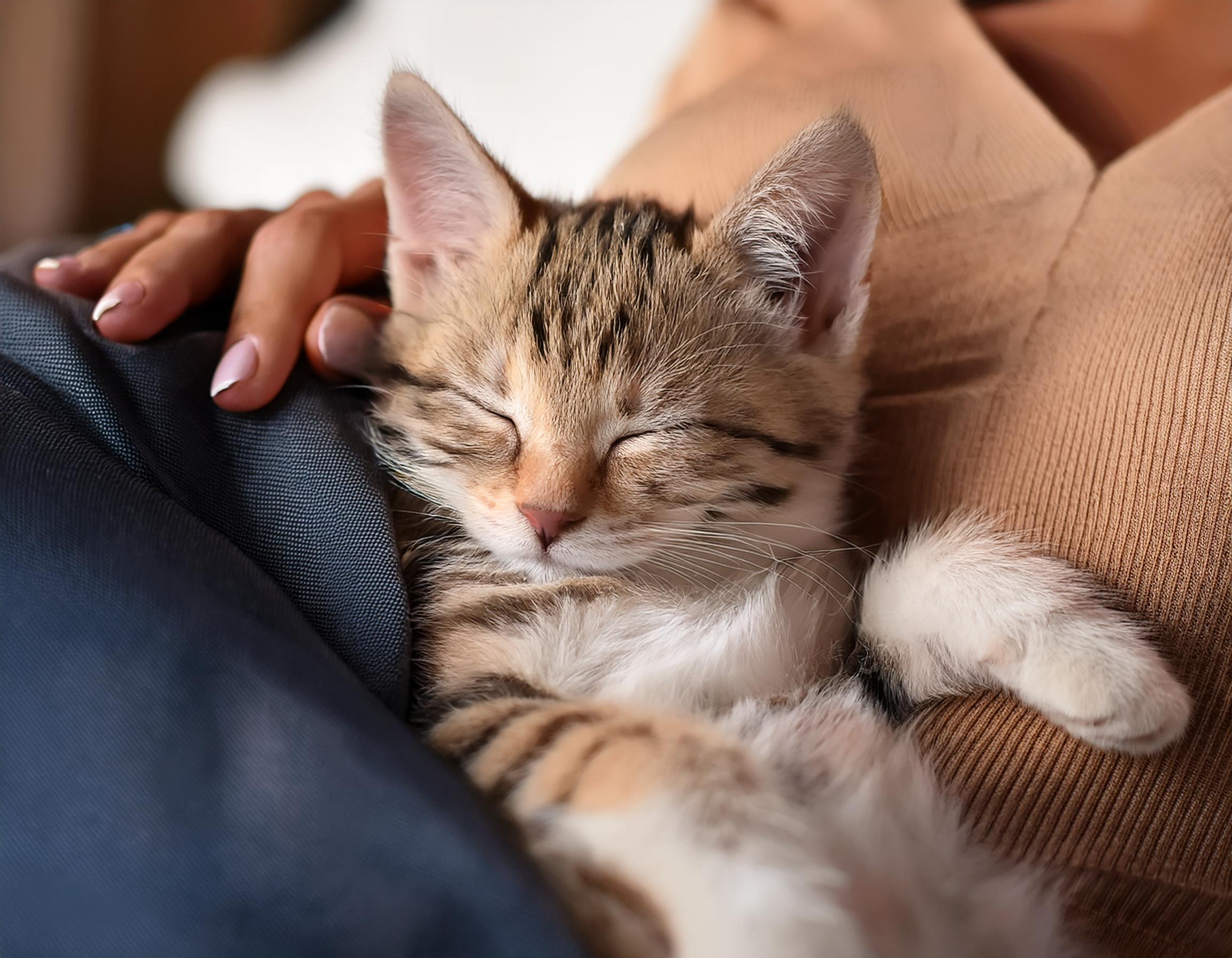 飼い主の膝の上で気持ち良さそうに眠る猫