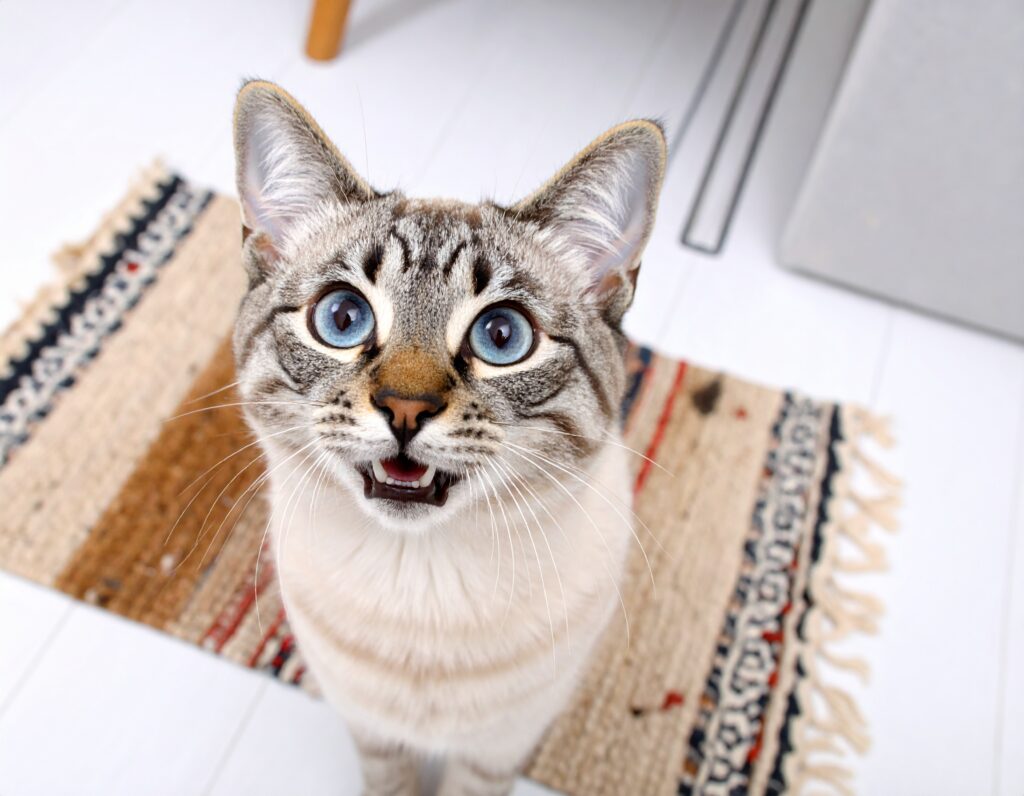 飼い主に何かを話しかけている目の青い可愛い猫
