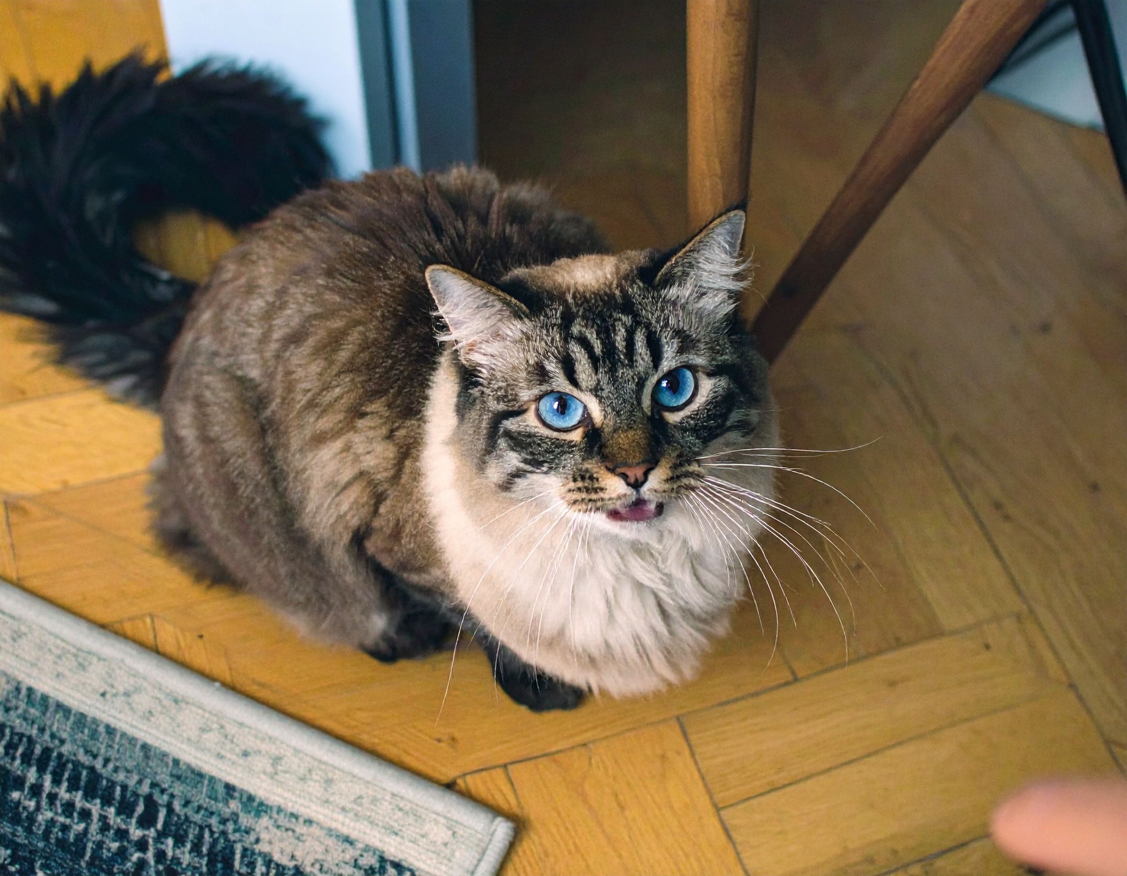 飼い主に「にゃー」と話しかける猫