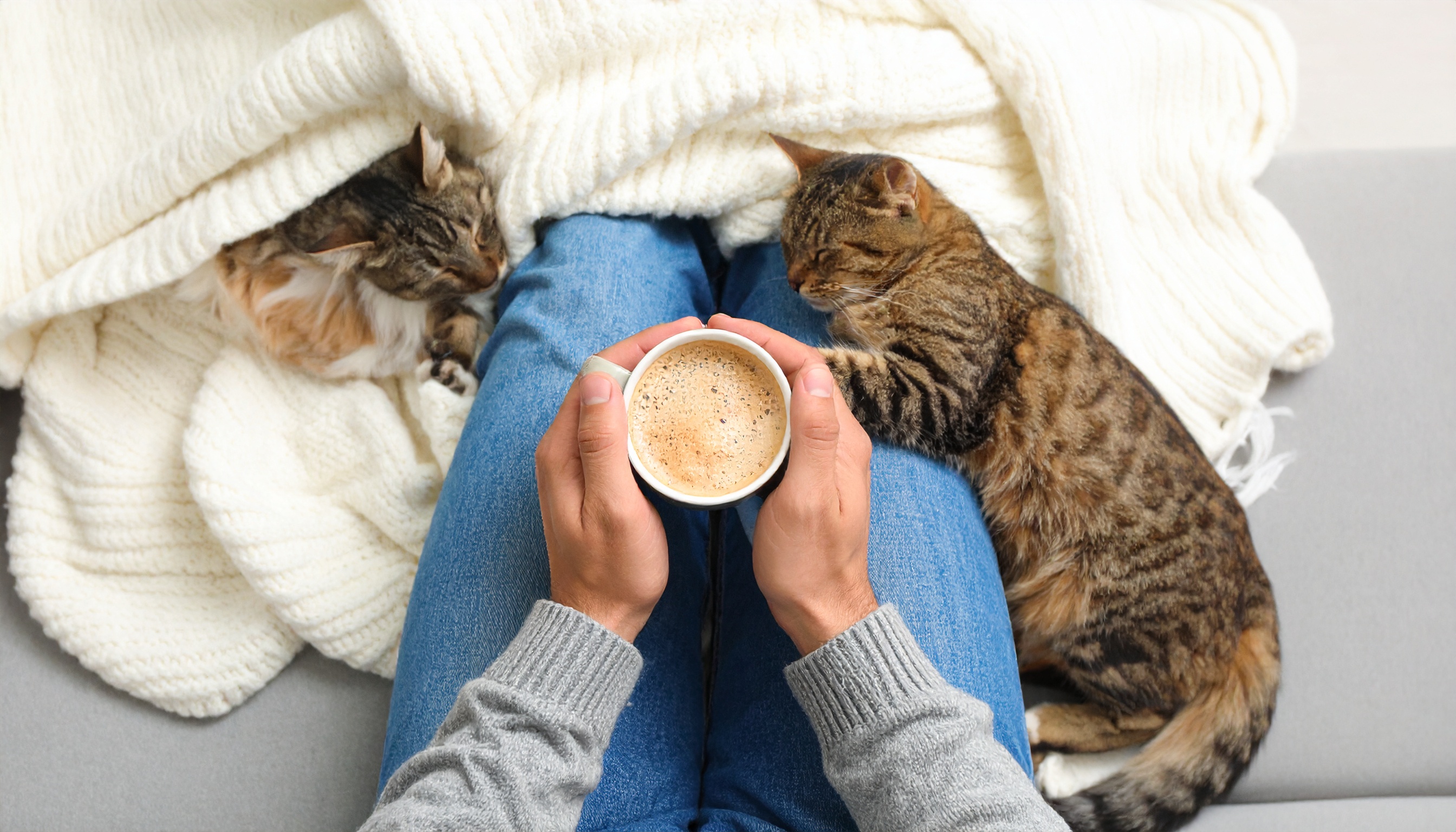 おうち猫カフェの楽しみ方