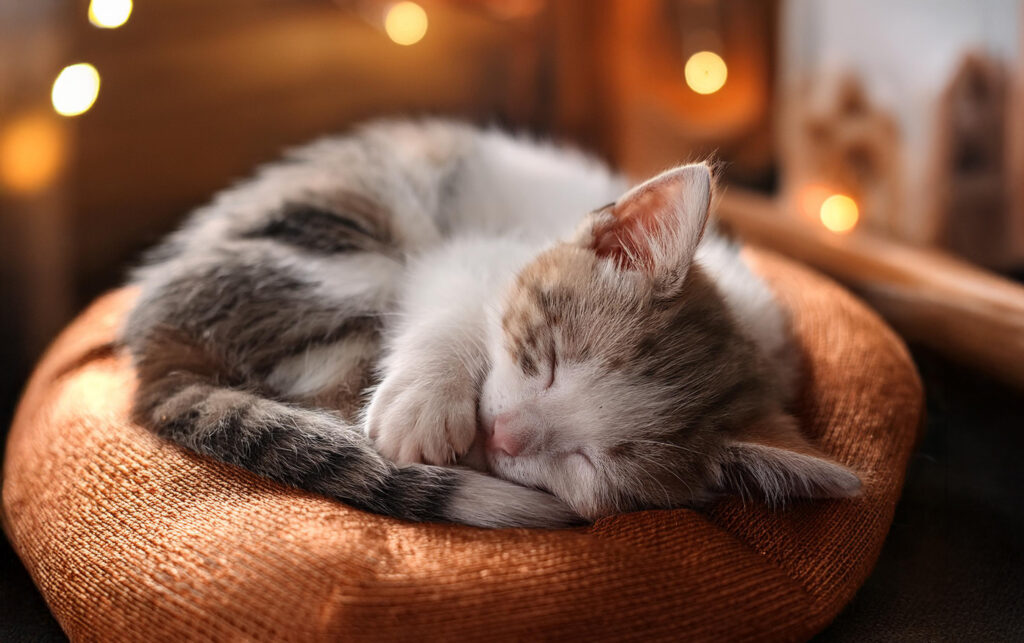 クッションの上で気持ち良さそうに眠る可愛い猫