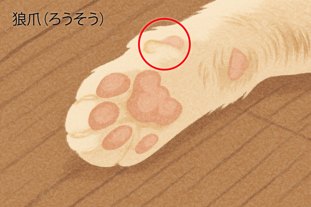 猫の狼爪（ろうそう）